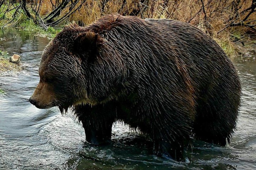 A bear standing in a river surrounded by trees. 5