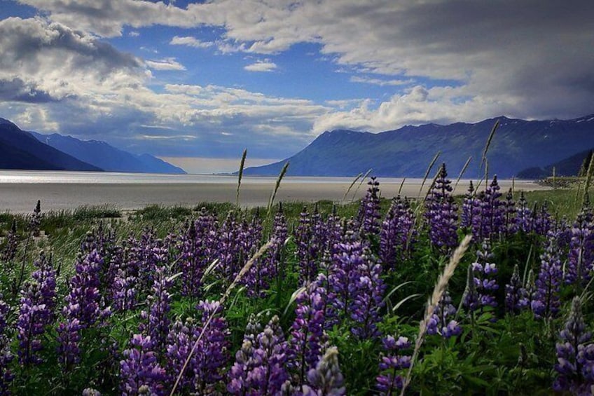 A field of purple lupine flowers, a body of water, and mountains in the background. 5
