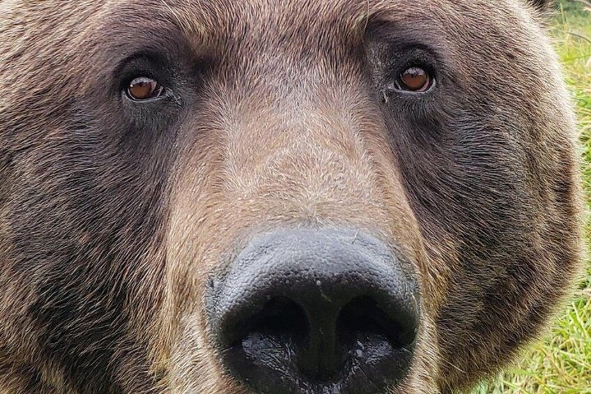 Want to see bears? We can take you close enough to take a cellphone photo, just like this. 3