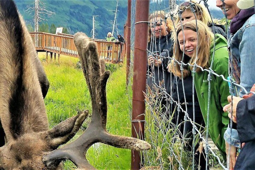 A moose behind a barbed wire fence, a wooden bridge, and a mountainous landscape. 4