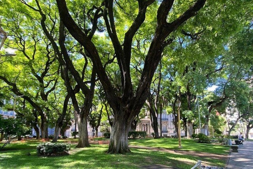 Tipas peruanas, one of our favorite trees in Buenos Aires 3