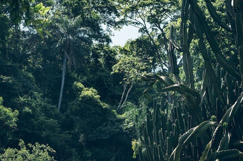 Rio: Tijuca Rainforest Hike, Wildlife, Waterfalls & Caves 2