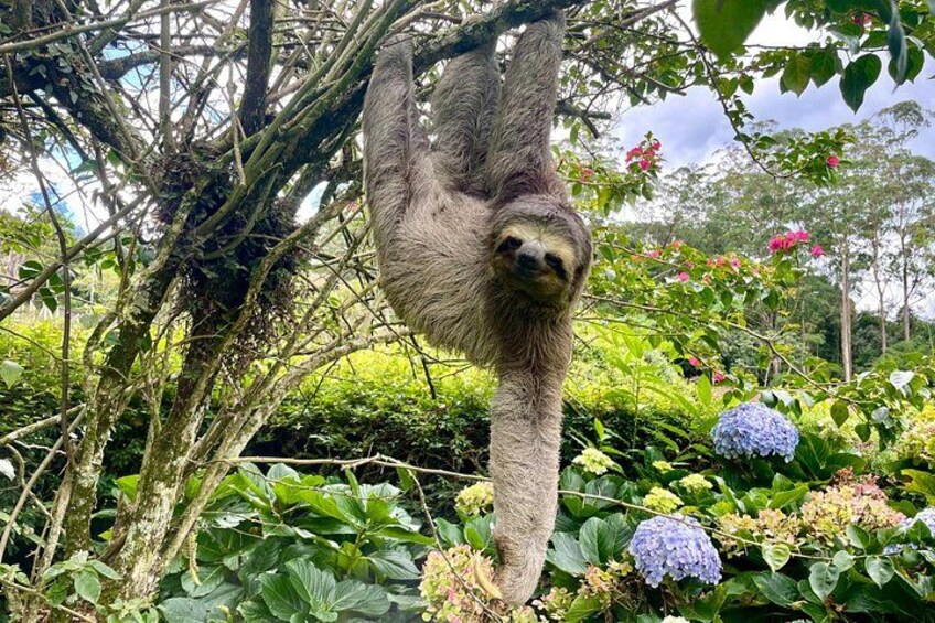 Sloth on a tree 1