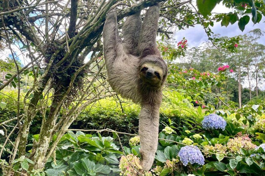 Sloth on a tree 1