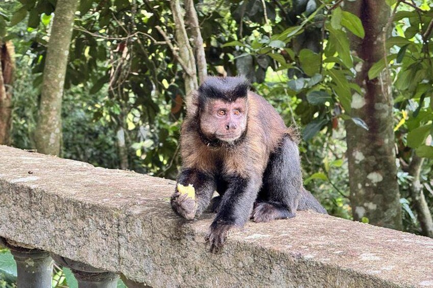 Rio: Tijuca Rainforest Hike, Wildlife, Waterfalls & Caves 3