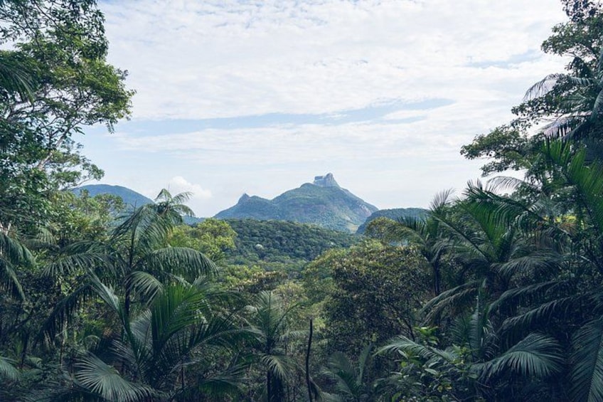 Rio: Tijuca Rainforest Hike, Wildlife, Waterfalls & Caves 2