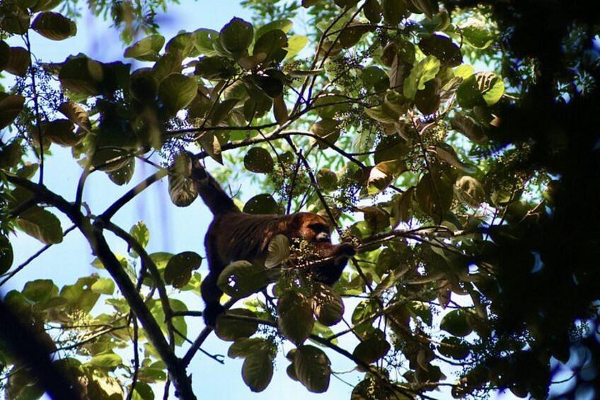 Rio: Tijuca Rainforest Hike, Wildlife, Waterfalls & Caves 4