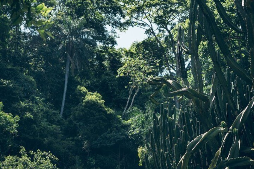Un bosque denso con árboles altos y cactus. 2