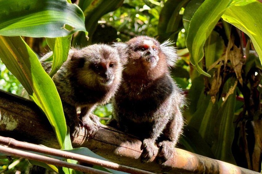 Baby monkeys 5