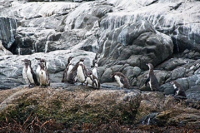 Un groupe de manchots sur un terrain rocheux, avec une cascade en arrière-plan. 1