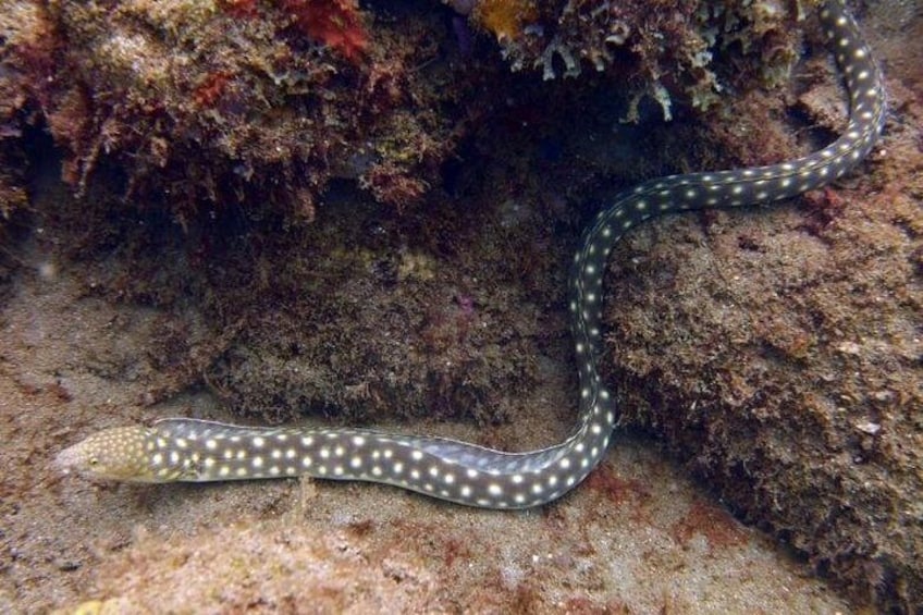 A marine creature with a patterned body, lying on a rocky seabed. 4