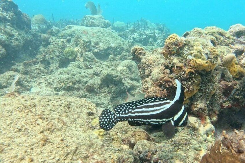 Discover Scuba in Rincon | Expert Guides, Small Groups 5