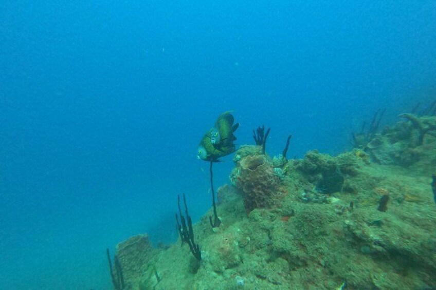 Discover Scuba in Rincon | Expert Guides, Small Groups 3