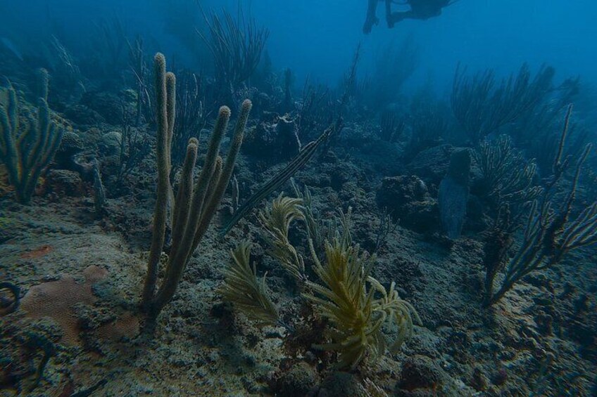 Discover Scuba in Rincon | Expert Guides, Small Groups 3