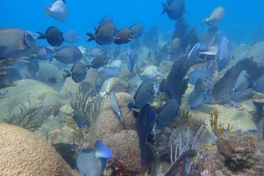 Private Rincon Snorkeling Adventure