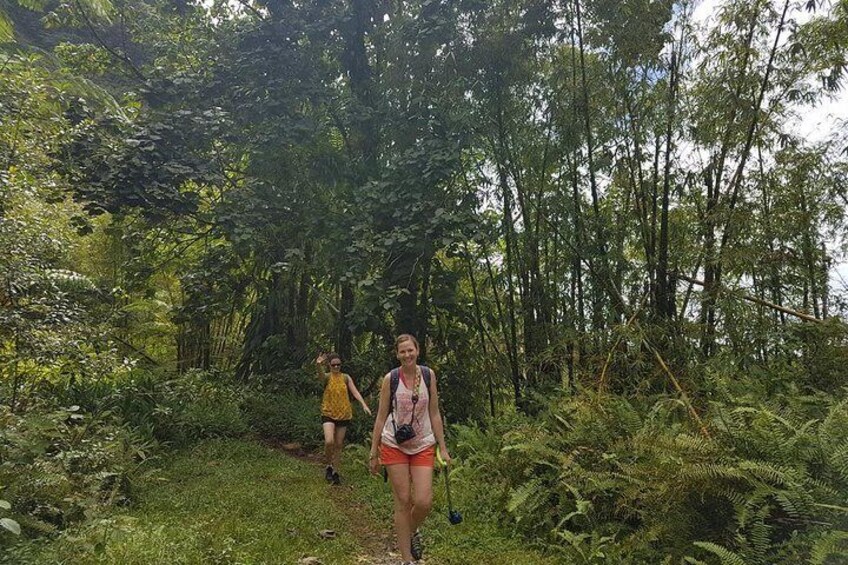 Rainforest Bathing Tour 