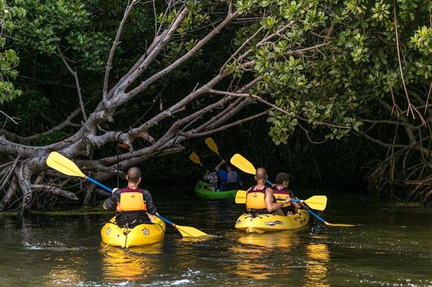 People kayaking in a mangrove area. 4