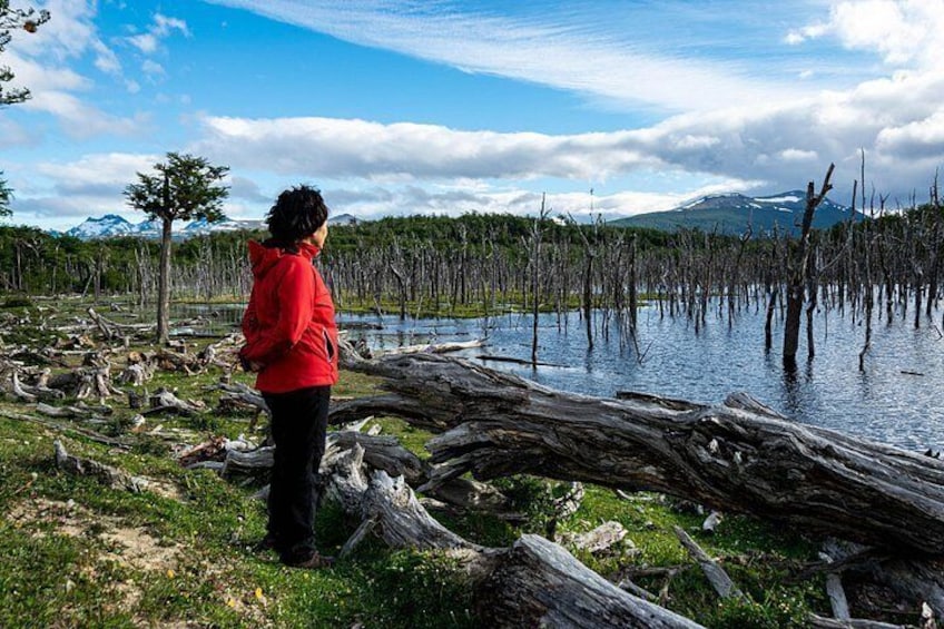 A person in a red jacket standing by a lake with dead trees and a mountain in the background. 4