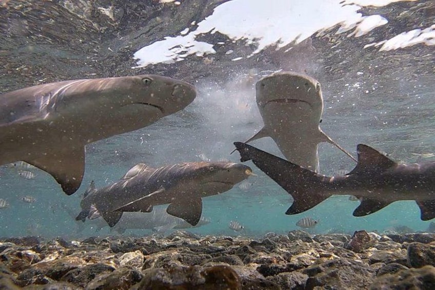 Sal Island Full-Day Tour with Native Certified Guide 2