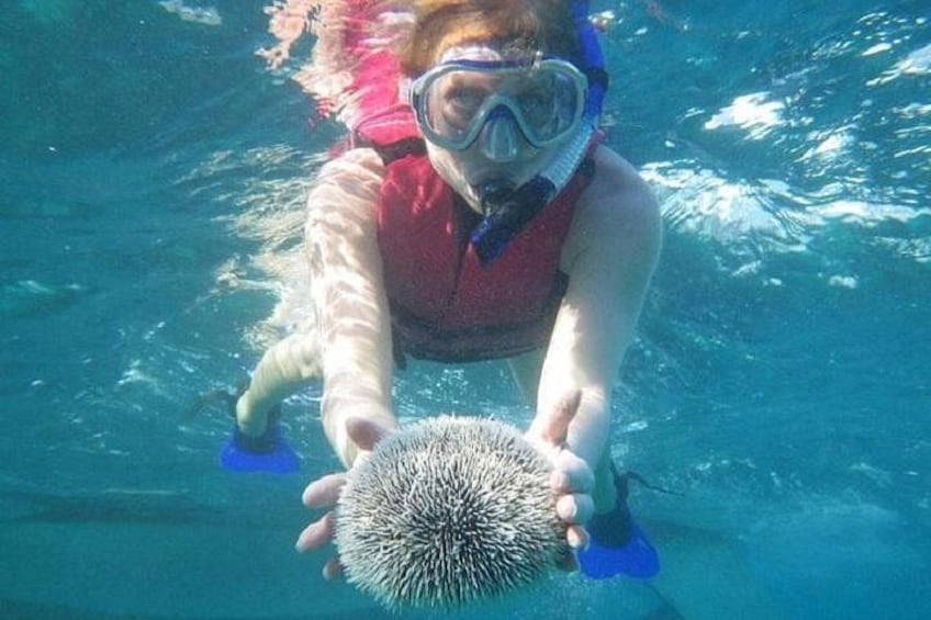Una persona bajo el agua sosteniendo un erizo de mar. 4