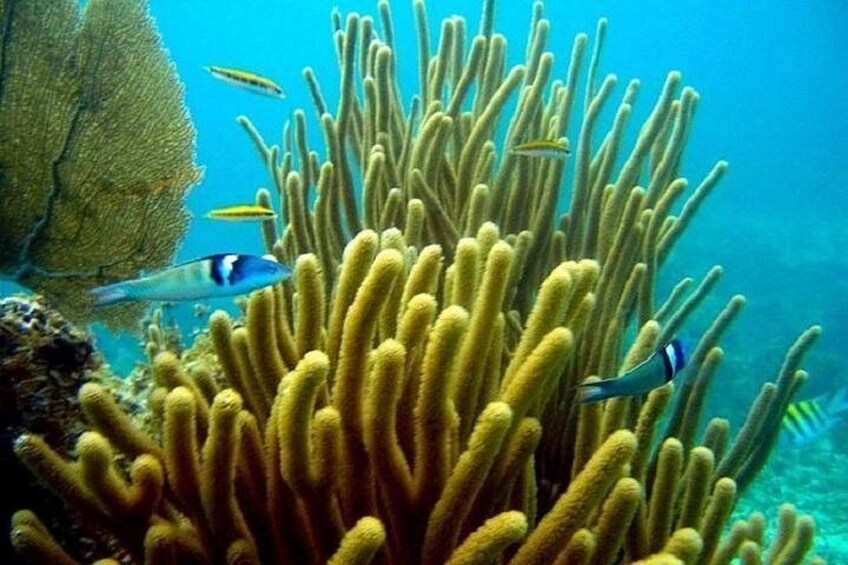 Un arrecife de coral con corales amarillentos y dos peces con franjas azules y blancas nadando entre ellos. 3