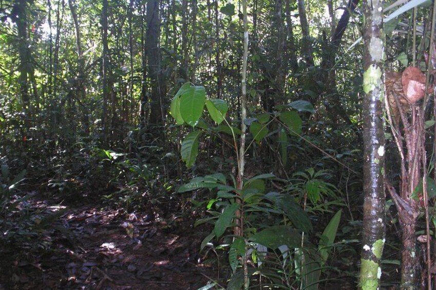 Jungle trekking 