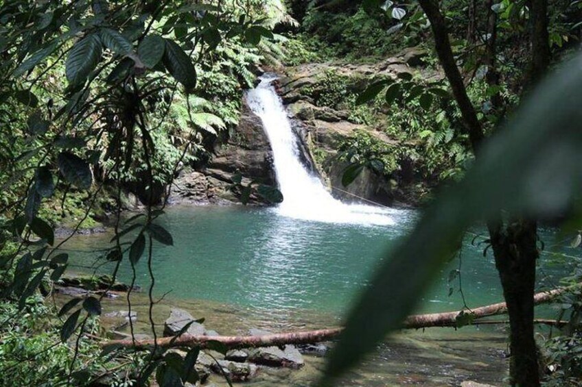 A waterfall in a forested area with clear water and surrounding greenery. 1