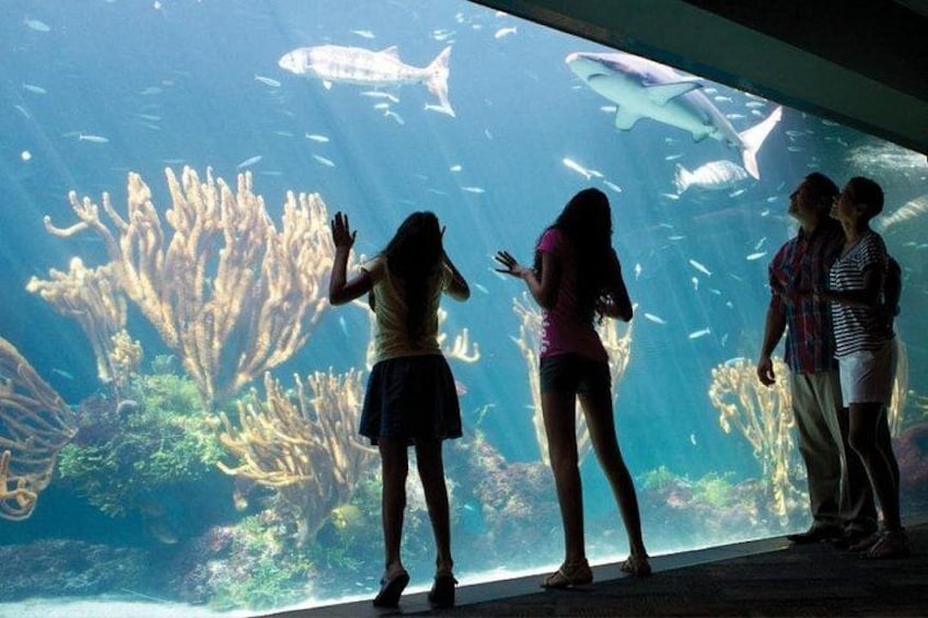 Bermuda Aquarium and Crystal Caves Admission 1