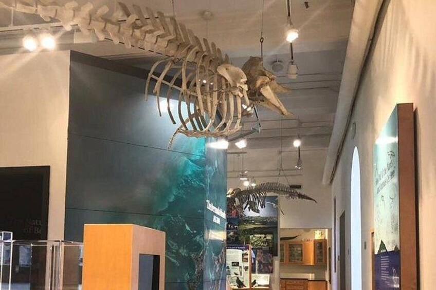 Bermuda Aquarium and Crystal Caves Admission 2