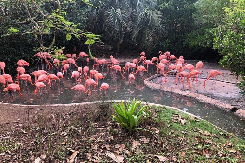 Bermuda Aquarium and Crystal Caves Admission 5