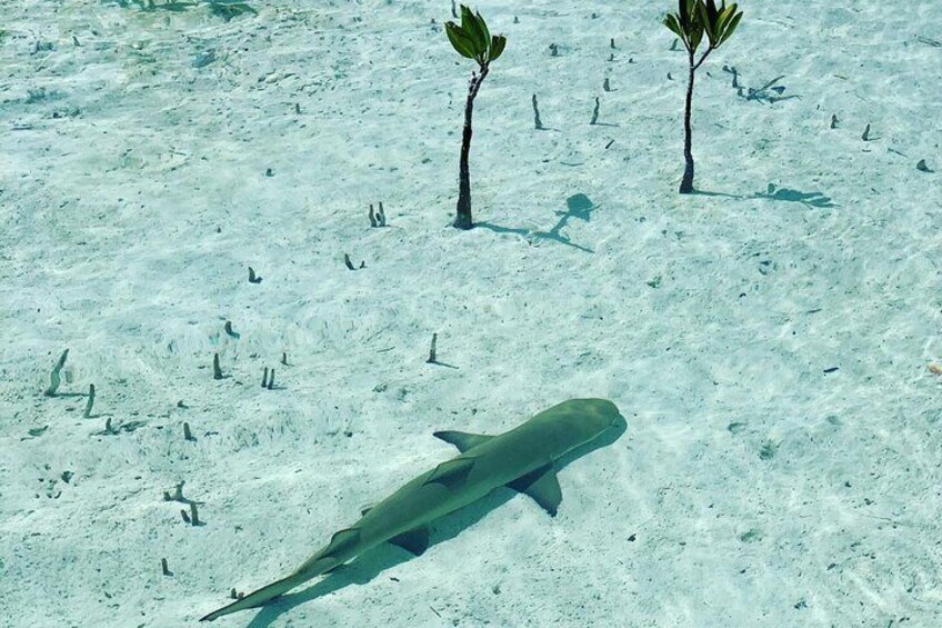 Mangroves Stand-Up Paddleboard Tour 2