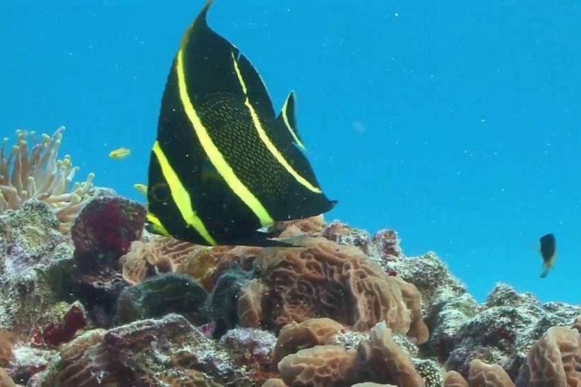 Un entorno marino con un pez de rayas negras y amarillas, formaciones de coral y un fondo de agua azul cristalina. 2