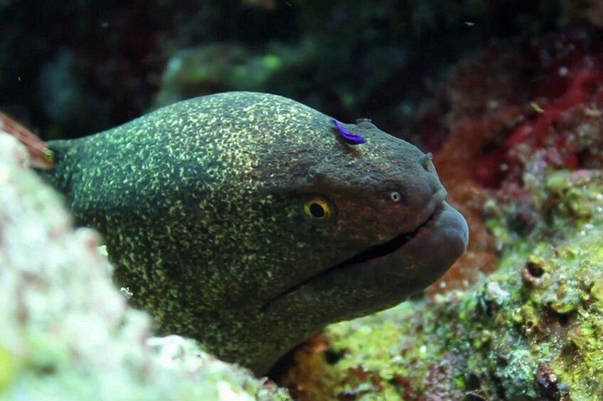 A fish with a speckled body and a distinctive blue marking on its head, swimming near a coral reef. 3