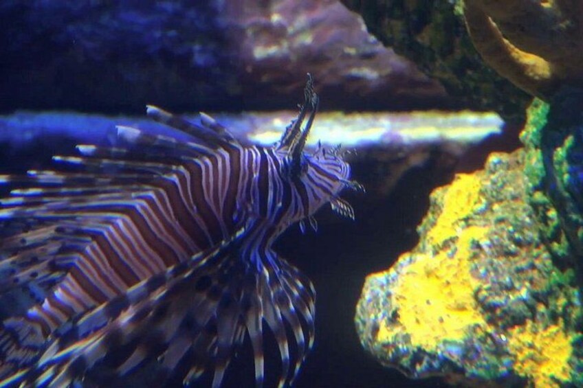 A lionfish swimming in an aquarium with rocky and coral backgrounds. 2