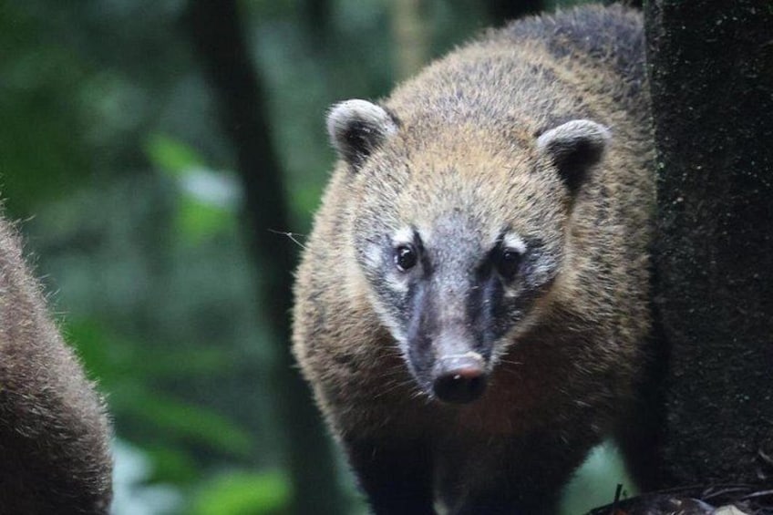 Quatis roam freely in Tijuca Forest 3