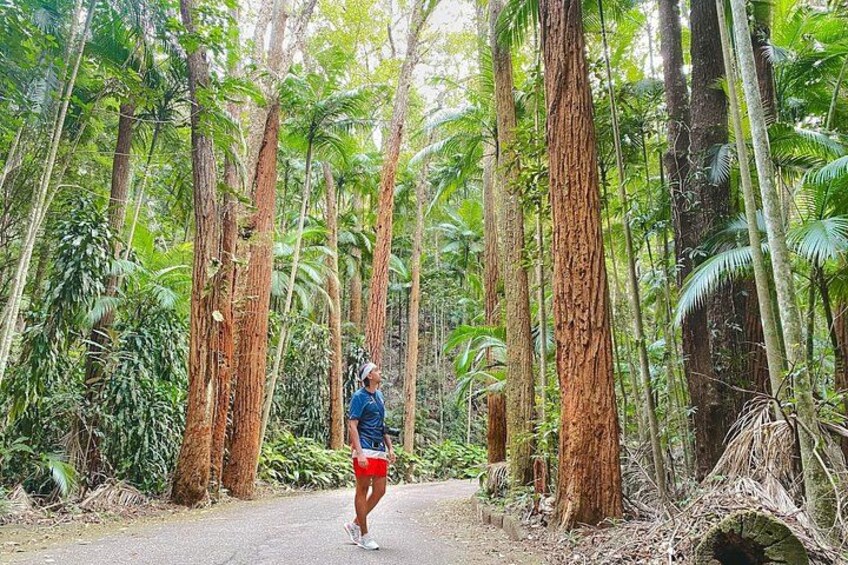 Surrounded by towering trees, vibrant foliage, and dappled sunlight, the person is immersed in a world of tranquility and serenity 2