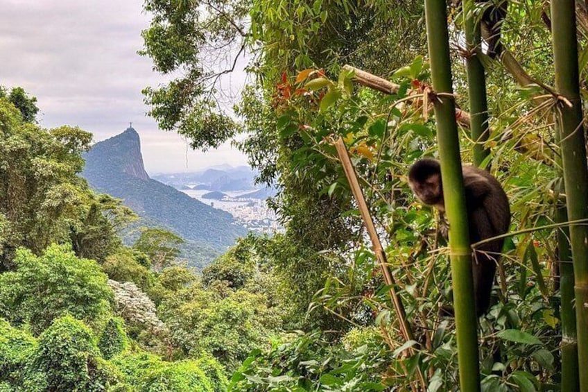 Explore the Best of Tijuca Forest – Hike to Peaks, Caves & Falls 2