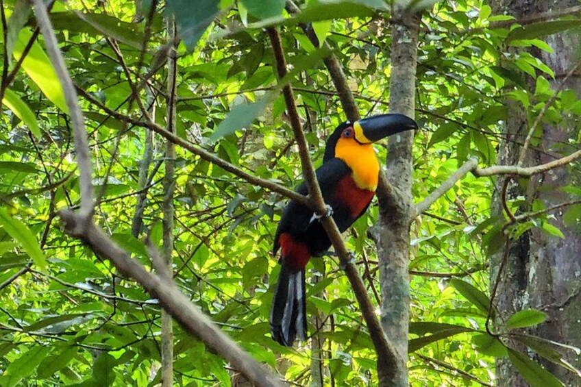 Toucans are colorful, tropical birds known for their large, vibrant beaks. Found in the Tijuca Forest 4