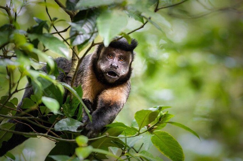 Encounter the delightful capuchin monkeys, a fascinating animal that frequently graces our tours with its presence. 5