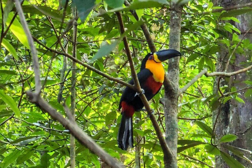 Un tucano appollaiato su un ramo d'albero in una fitta foresta. 4