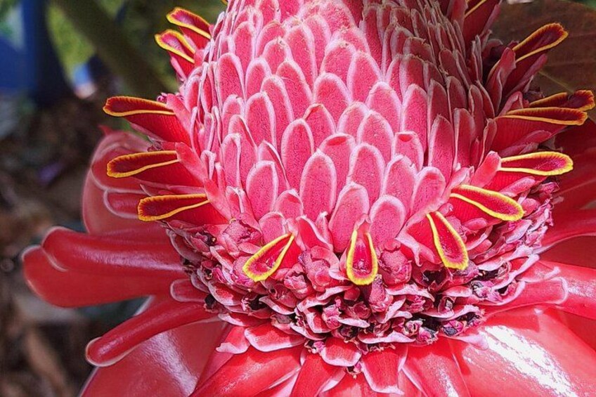 A close-up of a red flower with yellow and red accents. 2