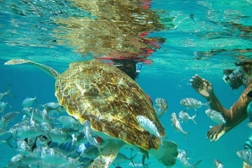 Luxury Reef and Nylon Pool Adventure 3