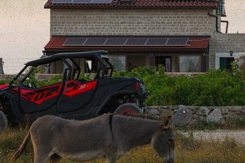 4-Seater Buggy — Self-Guided Adventure in Hvar 5