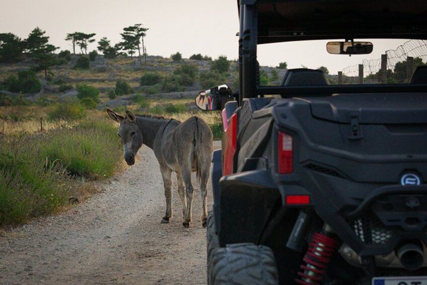 4-Seater Buggy — Self-Guided Adventure in Hvar 1