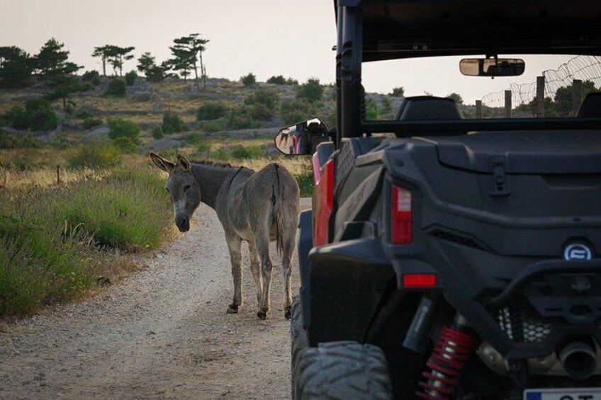 4-Seater Buggy — Self-Guided Adventure in Hvar 3