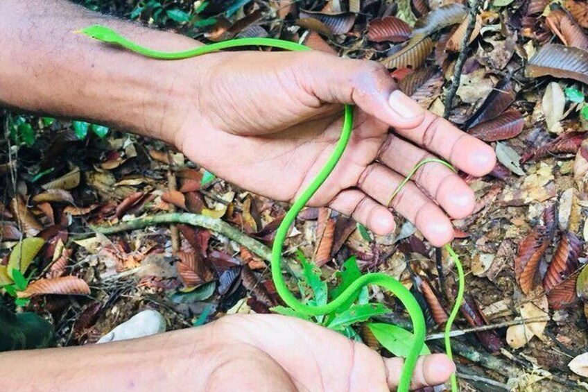 Explore Singharaja Forest Reserve (mirissa/weligama & Galle)