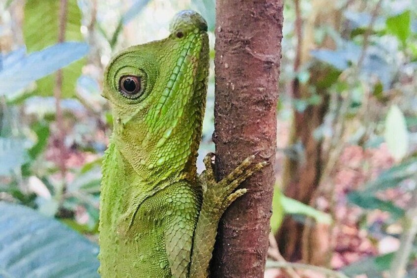 Explore Singharaja Forest Reserve (mirissa/weligama & Galle) 5