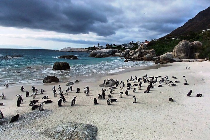 Cape of Good Hope, Cape Point & Penguins Private Afternoon Tour 4