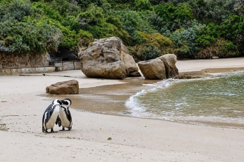 Pinguiner på en sandstrand med store sten og grøn bevoksning i baggrunden. 3