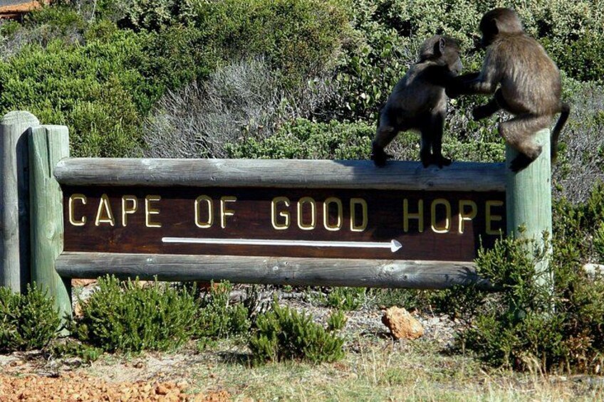 Chacma Baboon to the Cape of Good Hope 2